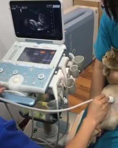 Cat gets an ultrasound