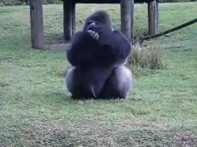 A gorilla using sign language at a Miami zoo to say he can’t be fed