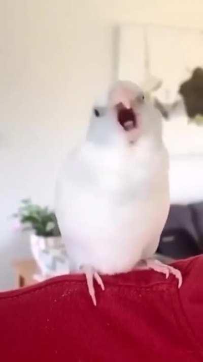 🔥 Ngl he do be vibing tho : PartyParrot