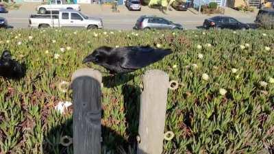 Raven does splits to avoid sharing snacks