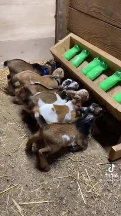 Baby goats!