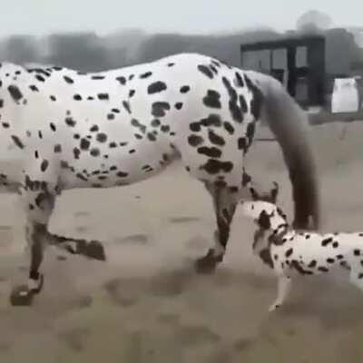 Dalmatian finds a giant version of himself.