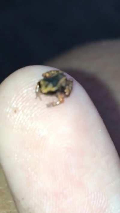 very tiny froggy