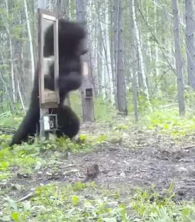 🔥 A bear's dramatic reaction to seeing their own reflection.