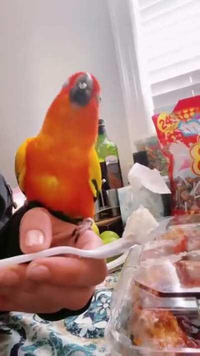 My parrot preparing for the Ultimate Parrotmaster