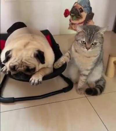 The cat is not very happy 😅