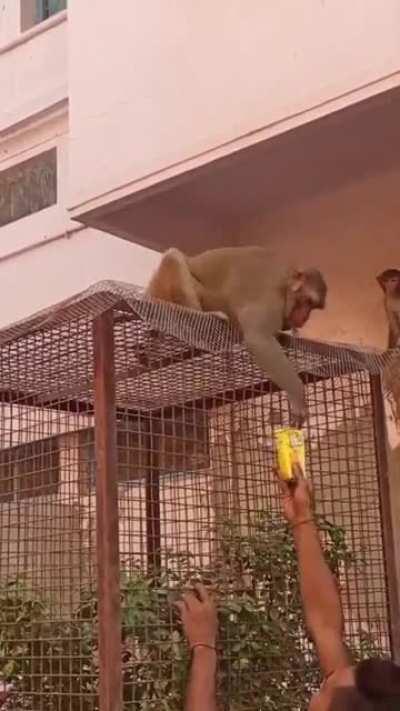 Monkey Strikes a Deal