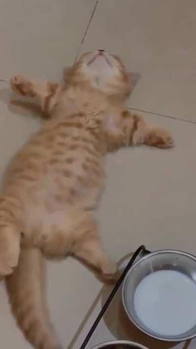 Kitten relaxing on a full stomach