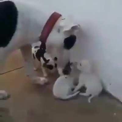 Daddy dogo telling off the pups.