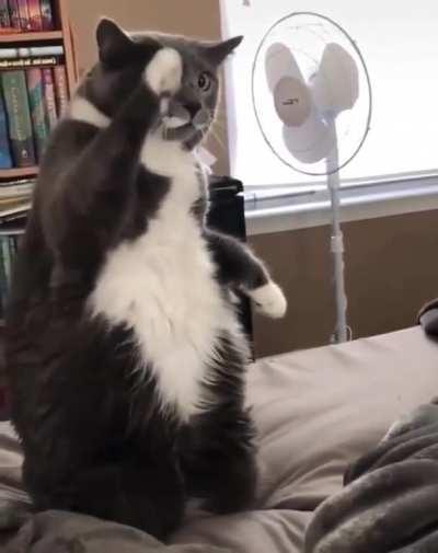 Cat watching nature documentary looks like a guy watching a ufc fight.