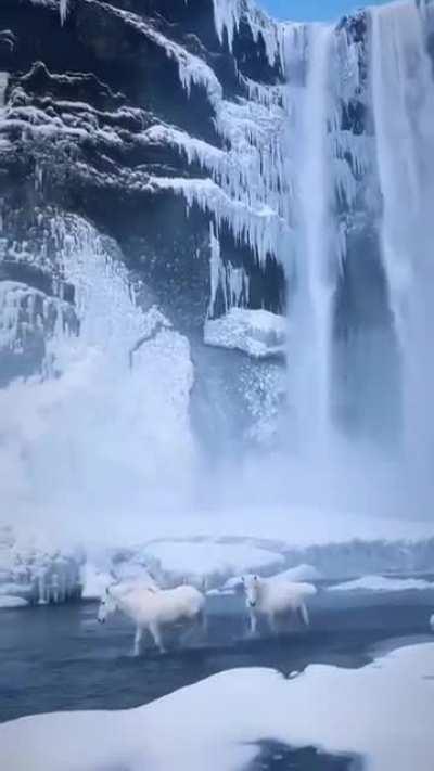 Breathtaking waterfall and sauntering, graceful horses of Iceland