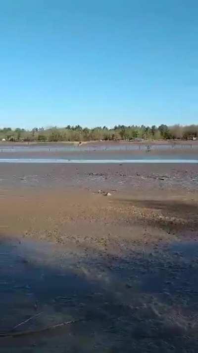 A video of an empty Wixom Lake from this morning.