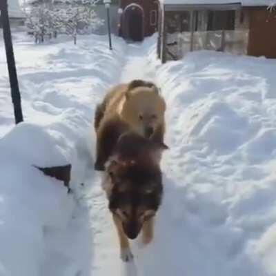 Bear: RAWR I'M A BEAR Dog: I DON'T CARE