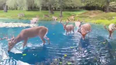 🔥 Just a group of Majestic White-tailed deer taking a dip in this incredibly Blue Lake in Pennsylvania.