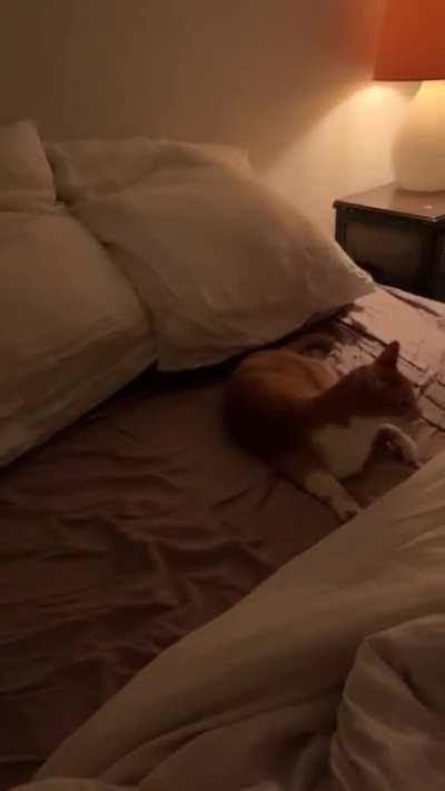 My cat loves when the bed is clean!