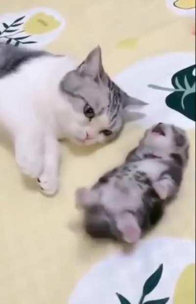 Cat mom trying to protect her baby from a nightmare