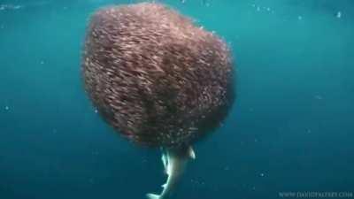 🔥 a shark swimming into a school of fish 🔥