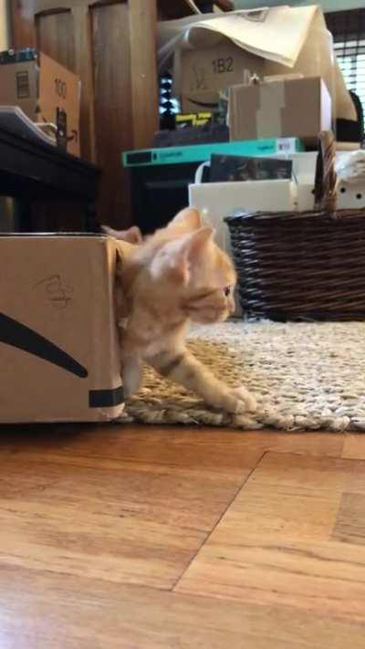 Three foster kittens and a box. 11/10 would recommend