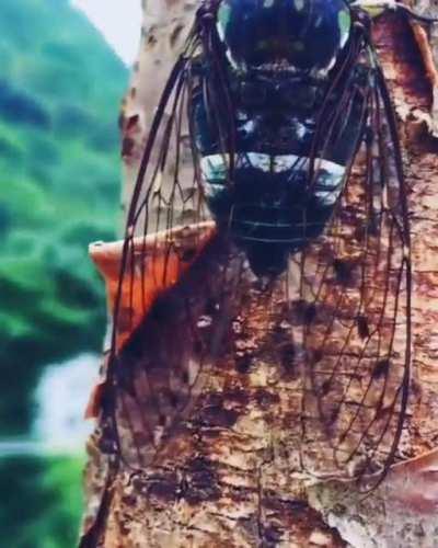 Buzzing cicada