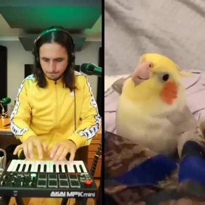 The Kiffness x Ginger the Cockatiel - Kookee Kookee