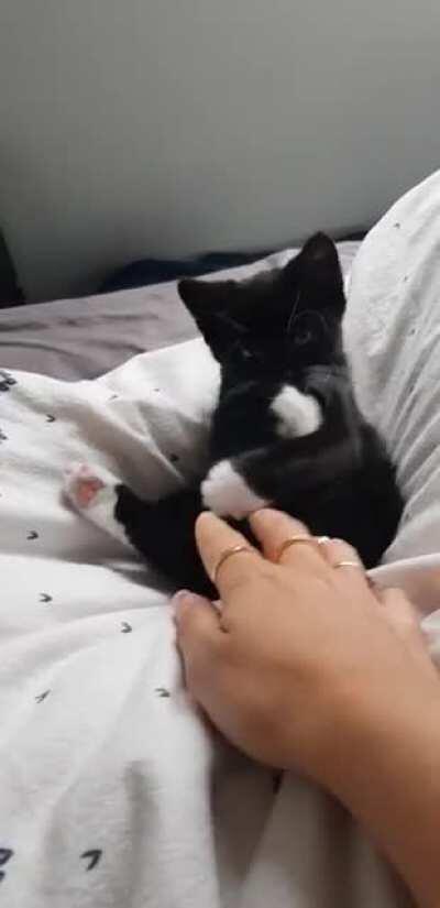 My 12 week old kitten trying to wash herself, I think