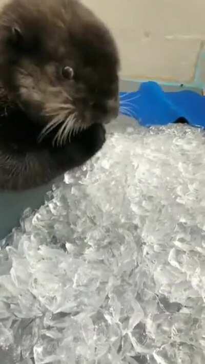 Joey, the rescued baby otter loves crunching ice.