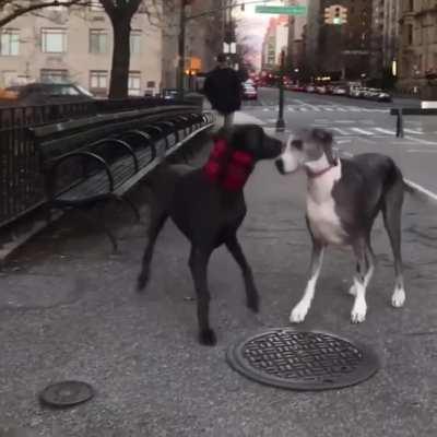 Dog sees best friend after a week