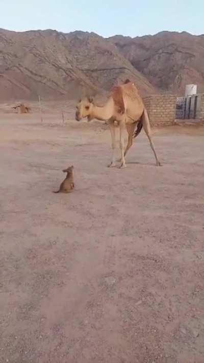 A camel that Allows a puppy to kiss him :)