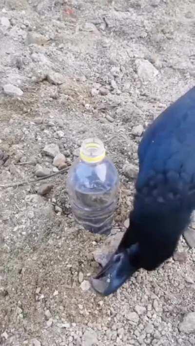 Smart raven using science to drink water 👍