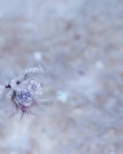 A Swimming Anemone