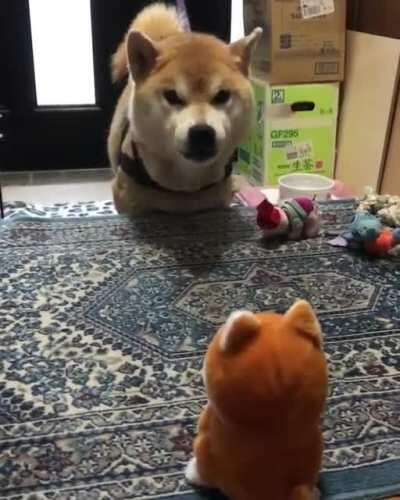 This dog is having an argument with this toy but who is mimicking who?