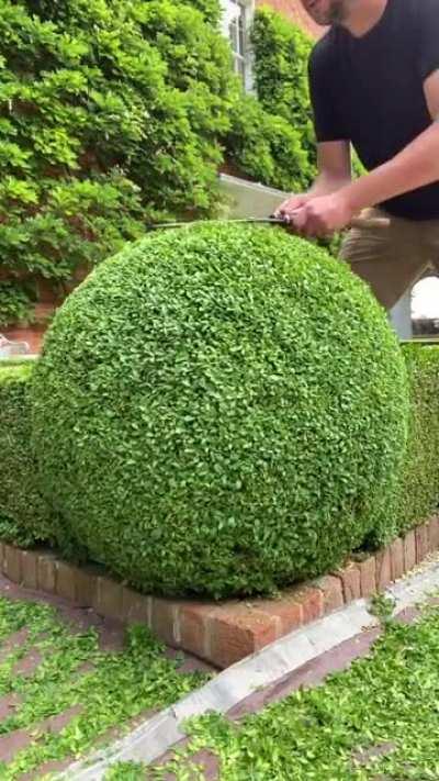 This guy clips sphere topiaries by hand, and it's honestly so mesmerizing