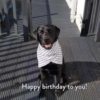 This guy cooked a steak for his dog's birthday