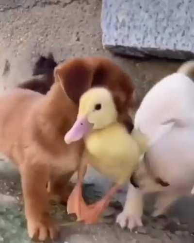 We always need more duck/dog friendships