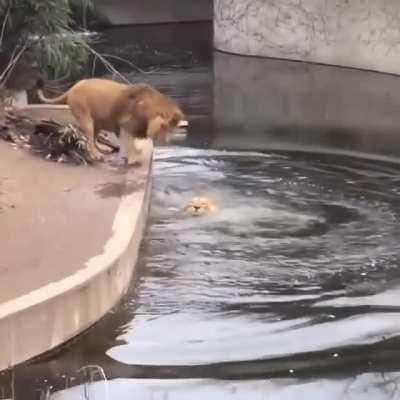 WCGW taking a casual walk