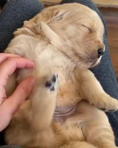 to wake the puppy