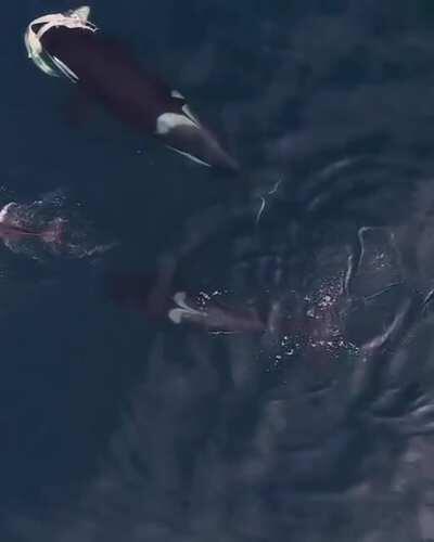 An orca carrying a shark it killed