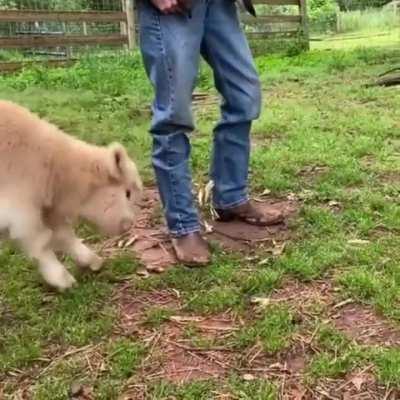 coWboY GETS bRUtALLY goReD And traMPLED by out-oF-cONTroL buLL