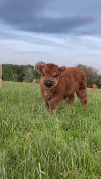 Floofy mini-moo