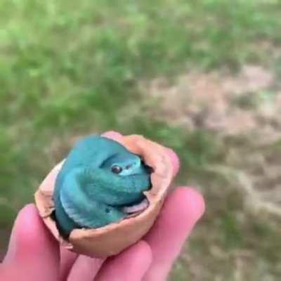 Watch what's inside this walnut shell