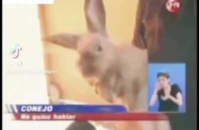 yo🐰elvr