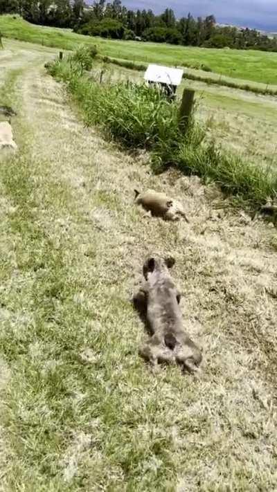 The dogs love the freshly mowed grass