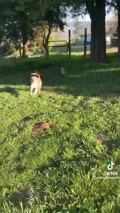 Dog raises a lamb after it is rejected by its mother