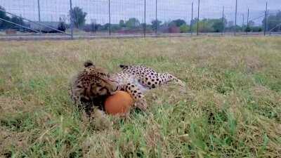 Posting cheetah pics every day until I run out — Day 66 — pumpkin