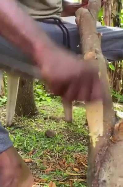 How Cinnamon is Harvested