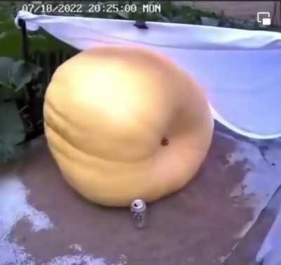 Growing a giant pumpkin