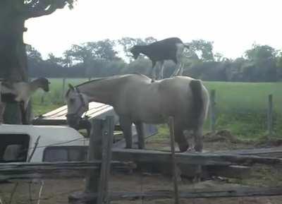 Goat riding horse.