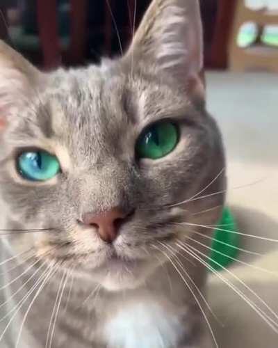 Emerald eyes