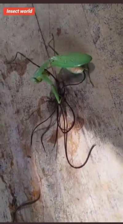 ‘Chordodes formosanus’ AKA: Horsehair Worm, released from a praying mantis