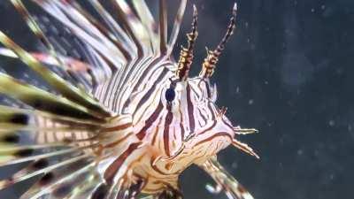 Everyone meet Lionel, my lionfish!